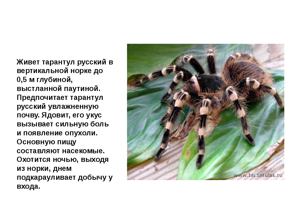 Южнорусский тарантул (паук мизгирь)