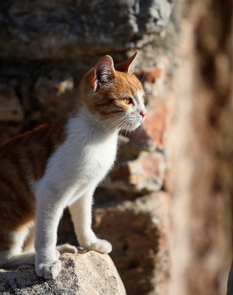Порода эгейская кошка: характеристики, фото, характер, правила ухода и содержания
