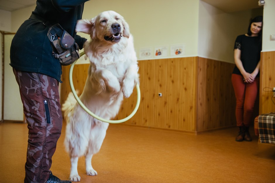 Как приучить собаку к поводку, рекомендации ветеринара