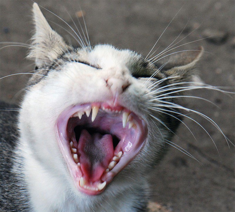 Какие зубы у кошки. строение зубов у кошек