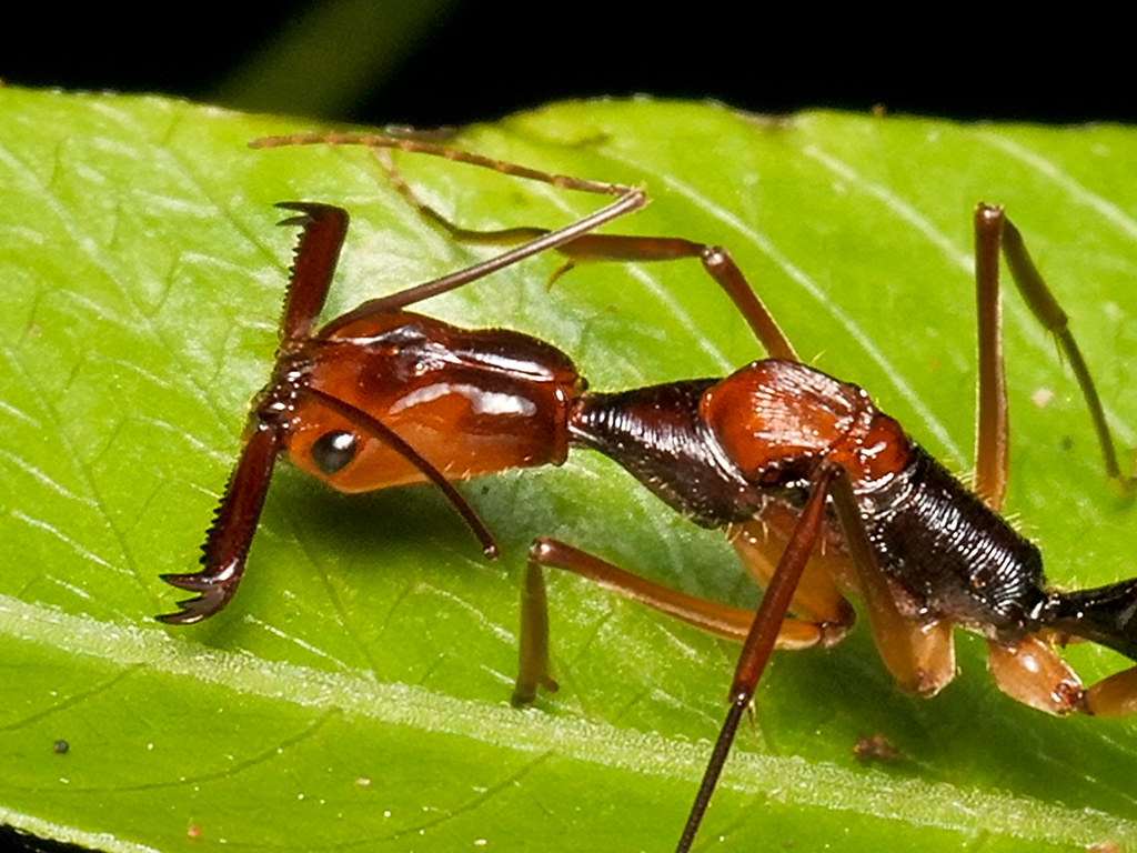 Ponera coarctata (обыкновенный муравей-бульдог)