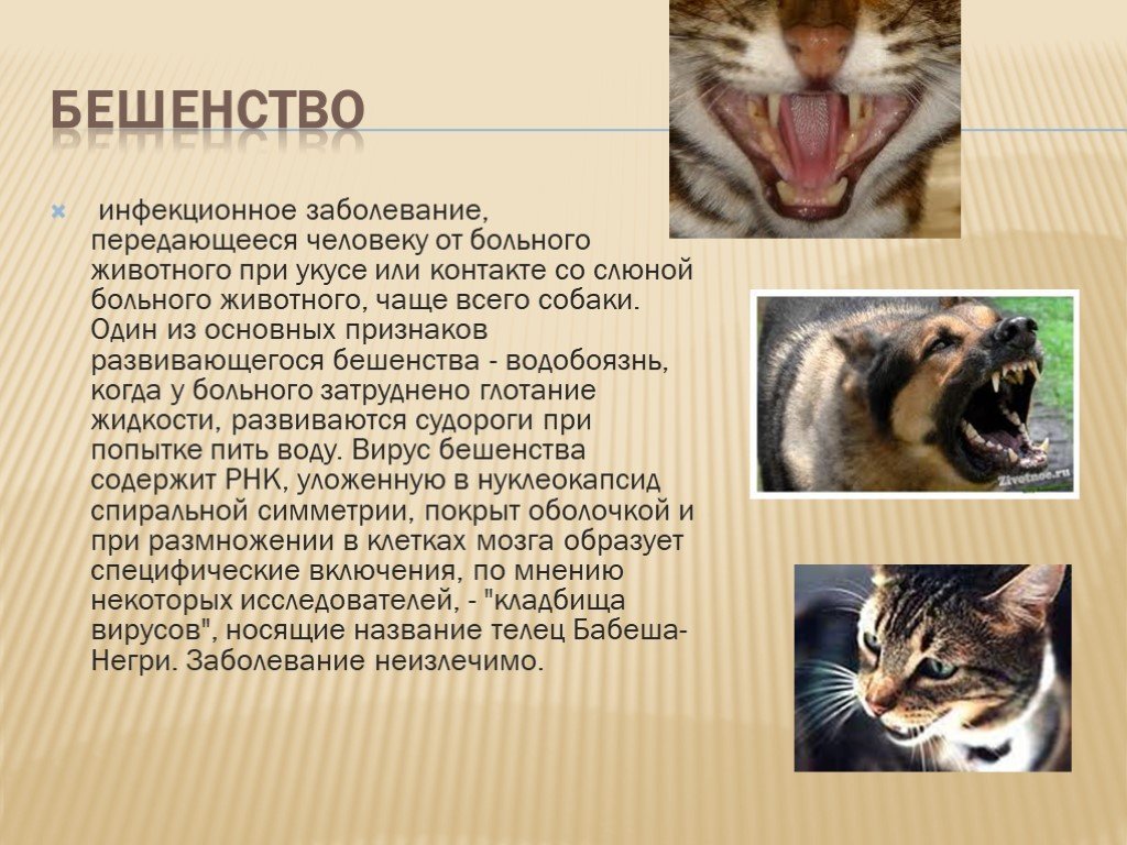 Бешенство у собак и кошек - симптомы, диагностика и профилактика в москве. ветеринарная клиника "зоостатус"