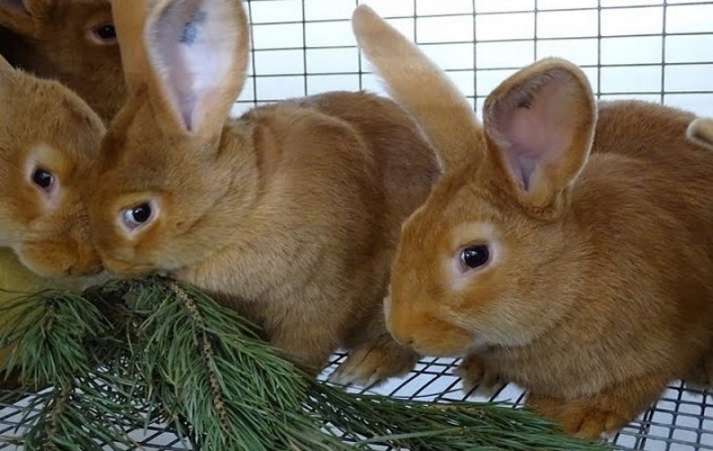 Какие веточки разрешено давать кролику в зимний период: можно ли ель и сосну