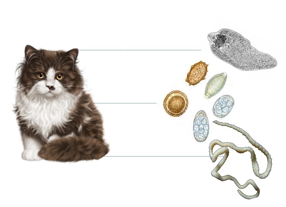 Кишечные паразиты у кошек фото и лечение