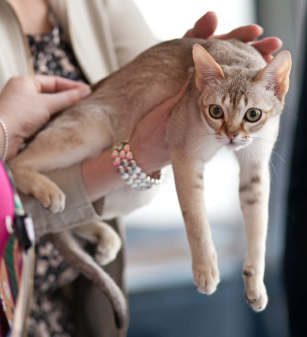 Сингапурская кошка: характер, фото, цена, описание породы, отзывы, как купить, как выбрать, содержание, уход и отзывы владельцев