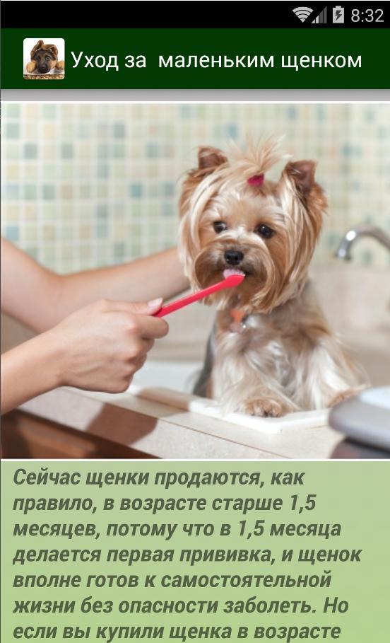 Особенности ухода за месячным щенком: чем кормить, как лучше убирать, игры