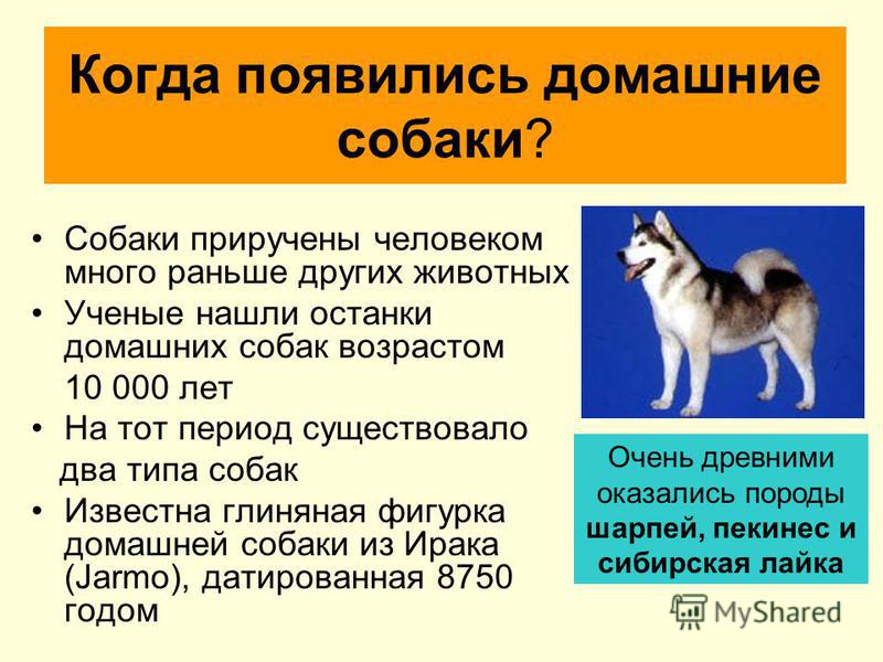 Сколько в среднем живут собаки?