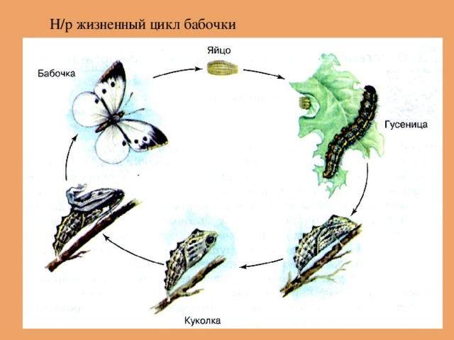 Бабочка — рождение чуда