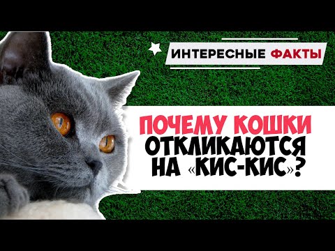 Почему кошки и коты отзываются на кис-кис или кс