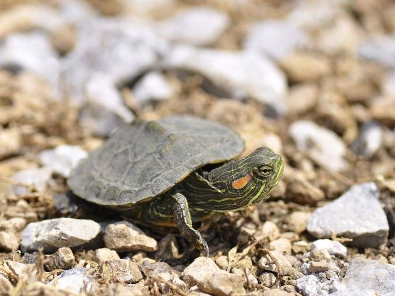 Черепаха красноухая: кормление, уход и размножение