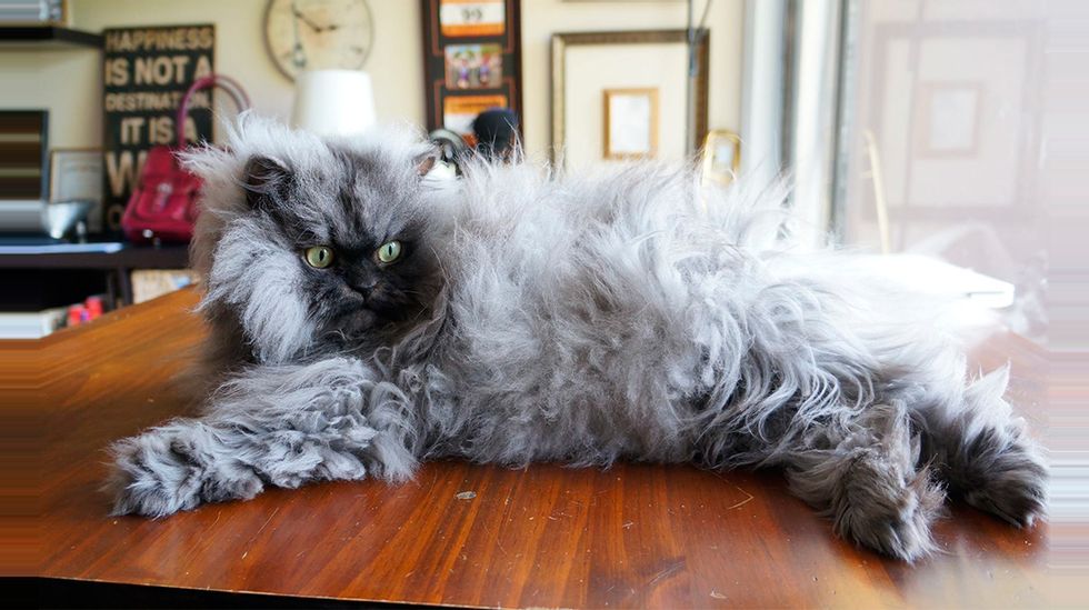 Пушистые кошки (50 фото): красивые породы длинношерстных котов. уход за породистыми котятами с очень длинной шерстью