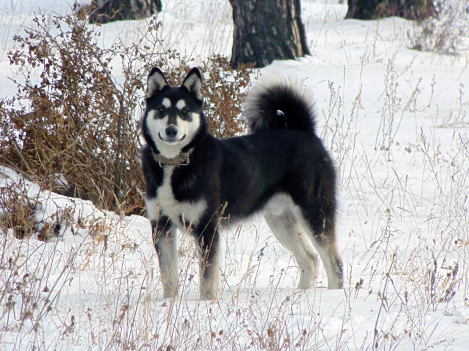 Восточно сибирская лайка описание породы – всл выбор щенка