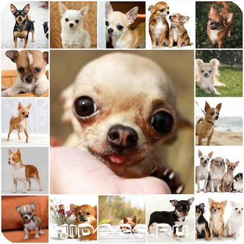 Какие бывают виды чихуахуа: фото, описание, общие черты и отличия + наиболее популярные окрасы собак этой породы