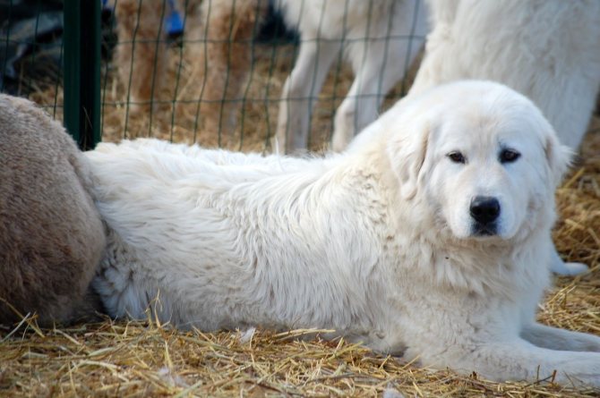 Мареммо (абруццкая овчарка): характеристики породы собаки, фото, характер, правила ухода и содержания