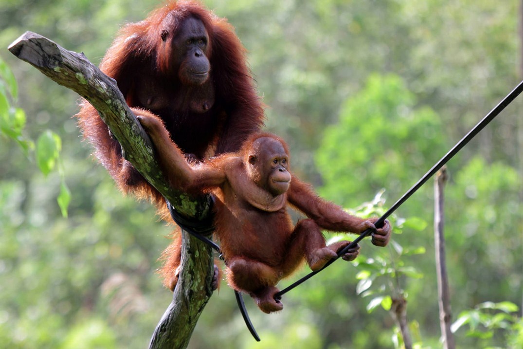 Орангутан: описание, виды, место обитания, чем питается, образ жизни и повадки | планета животных