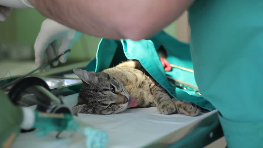 Кошка после стерилизации: как ведет себя, через сколько отходит, общее состояние животного