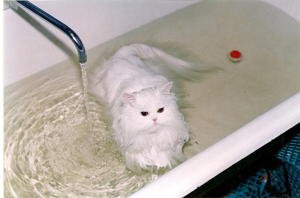 3 реальные причины, почему кошки боятся воды и как приучить их к купанию