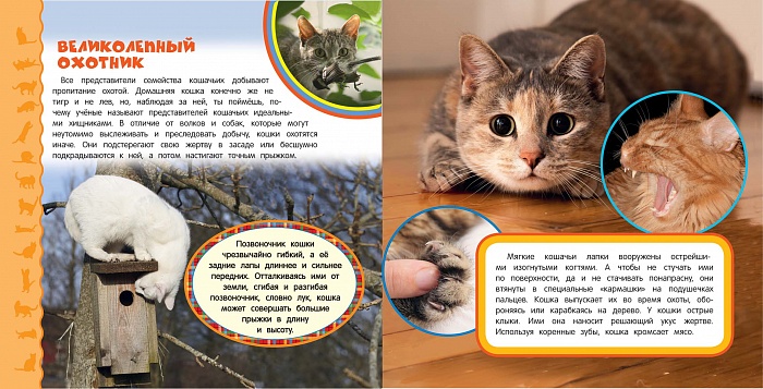 Перечень и описание всех интересных фактов о котах и всем семействе кошачьих