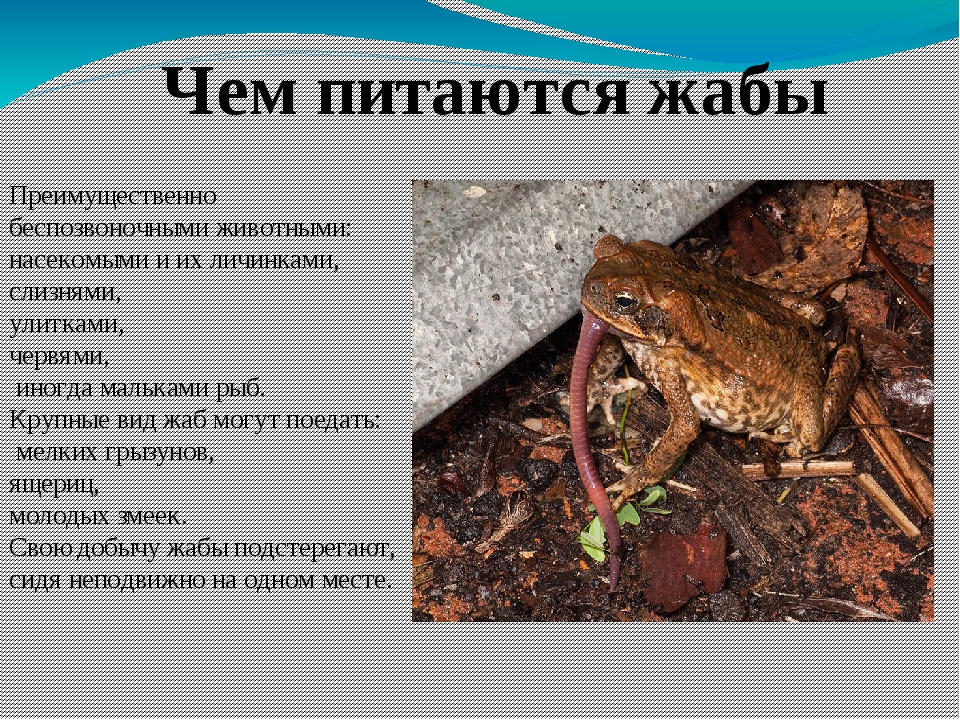 Рецепты из лягушек, 13 рецептов / готовим.ру