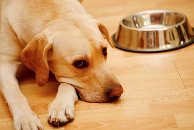 Энтерит у собак: симптомы и лечение, препараты против болезни