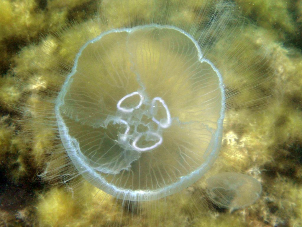 Медузы черного моря: фото, описание видов, опасны ли, отзывы