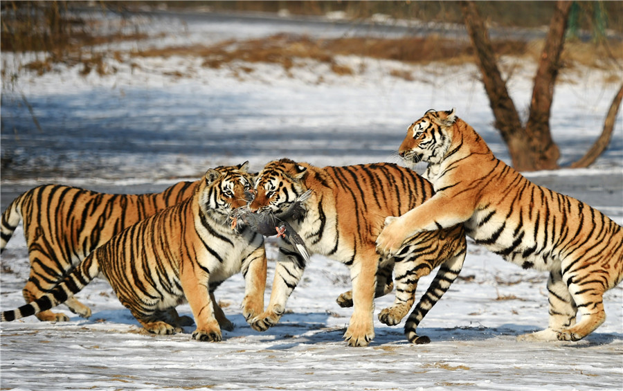 Вид: panthera tigris = тигр