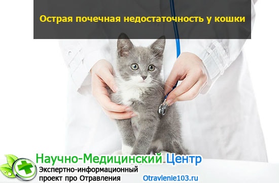 Хпн у кошек и собак. лечение