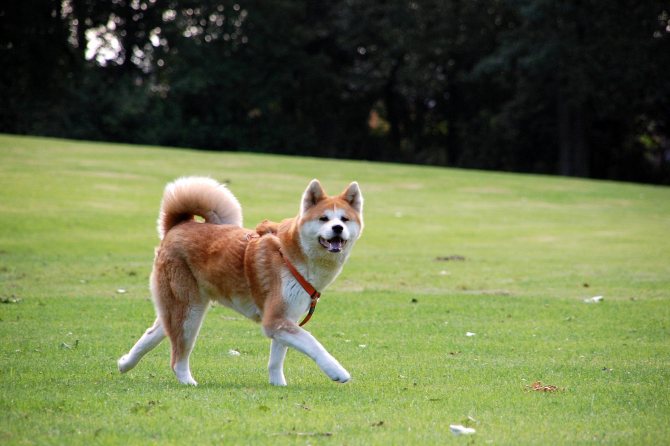 Акита-ину: описание породы, характер собаки и щенка, фото, цена