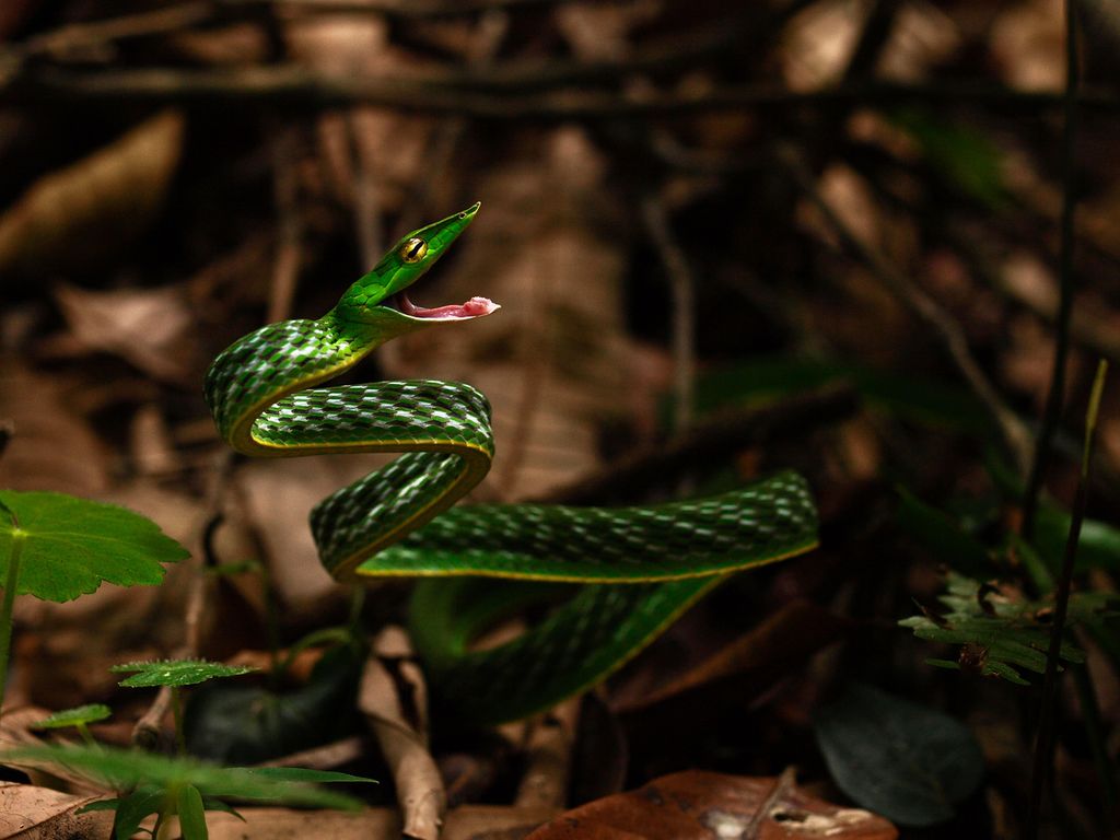 Ahaetulla nasuta