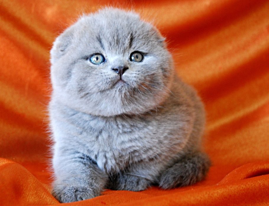Шотландская вислоухая кошка: описание породы, характер, содержание и уход за скоттиш-фолдом, цена котенка, фото + отзывы