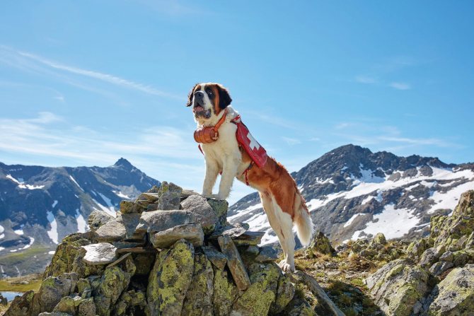 Служебные собаки — спасатели людей. на службе, и в горах, и на воде — лучшие породы собак спасателей