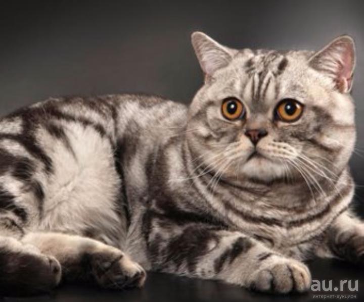 Хайленд-страйт – шотландская прямоухая длинношерстная кошка: описание породы, уход, плюсы и минусы