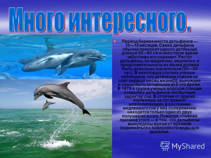 ᐉ кто такие дельфины — рыбы или млекопитающие? описание животного - zoovet24.ru