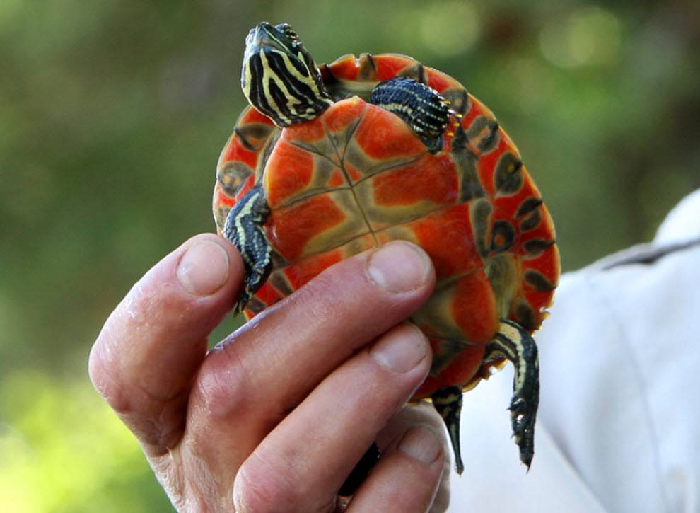 Самые красивые черепахи в мире (40 фото) | krasota.ru