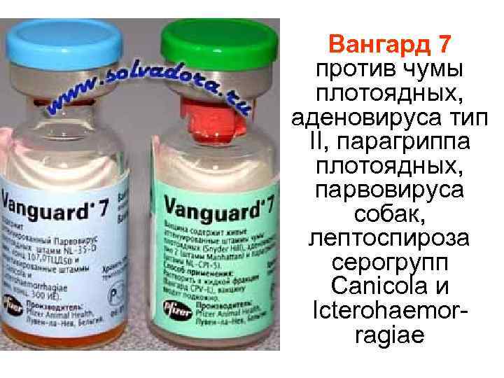 Вакцина вангард 5