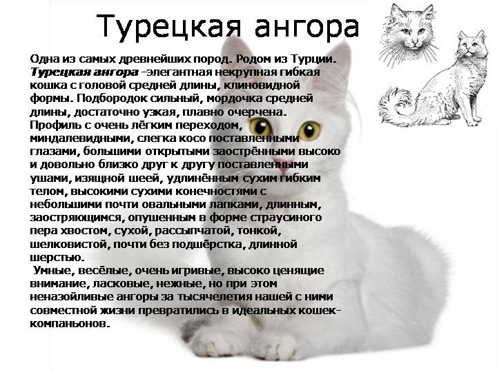 Турецкая ангора или ангорская кошка. все о породе