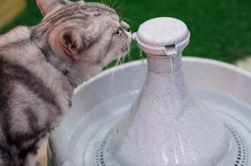 Кошки и проточная вода | хиллс