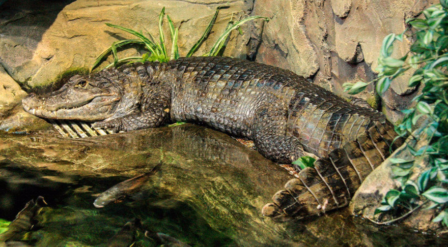 Домашние крокодилы: правила ухода и содержания экзотических животных