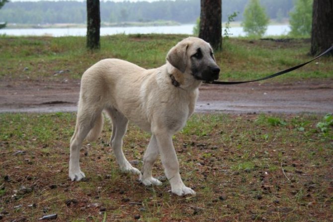 Акбаш: собака, фото, описание породы, характеристики