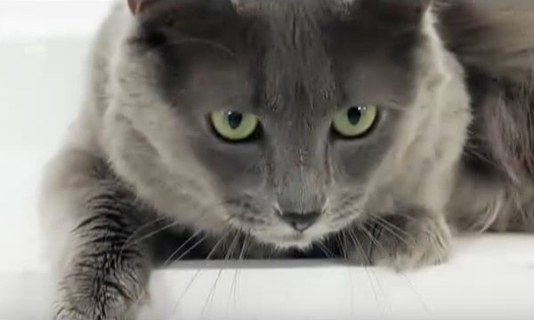 Кошки породы нибелунг (63 фото): описание котов, особенности характера котят. содержание голубых кошек