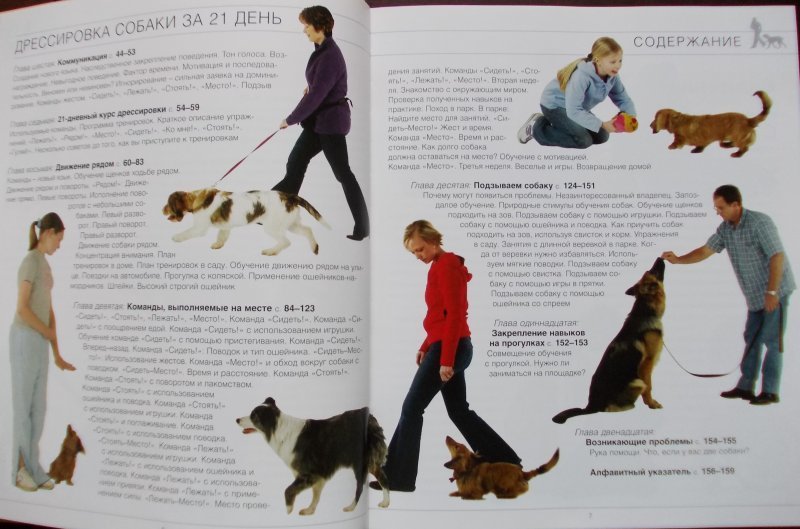 Собаки, дрессировка собак, методы и приемы, виды дрессировки, тренировка служебных и притравка охотничьих собак