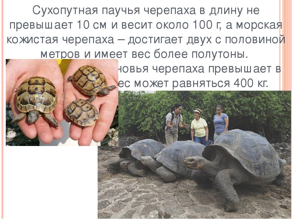 Содержание среднеазиатских черепах в неволе