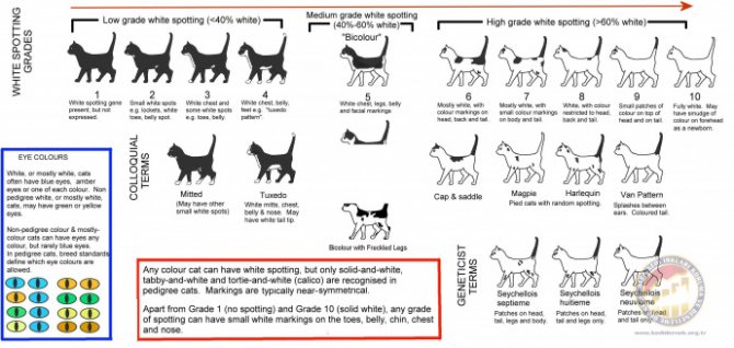 Как определить возраст кошки: по зубам, весу, шерсти, глазам | zoosecrets