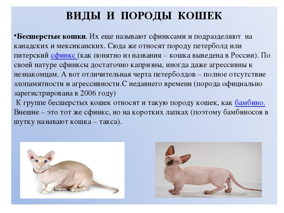 Какие существуют окрасы кошек невской маскарадной породы?