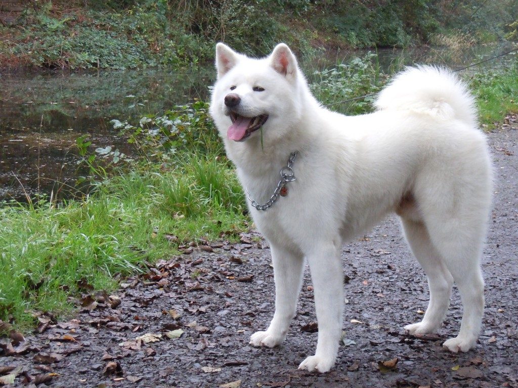 Японский хин собака. описание, особенности, уход и цена японского хина | sobakagav.ru