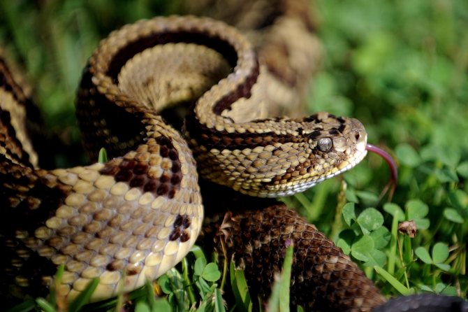 Виды змей — название, описание, фото