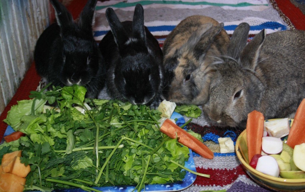 Кролики, рекомендации по кормлению кроликов, состав рациона