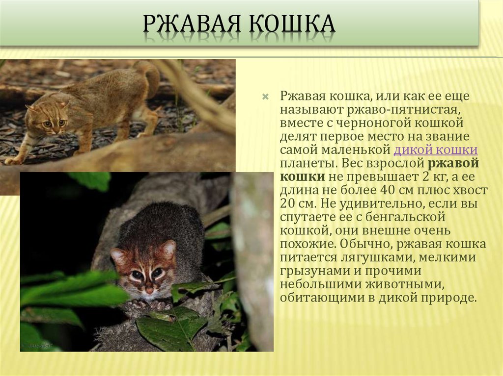 Суматранская кошка: описание внешности и характера, образ жизни и ареал обитания, размножение и численность вида