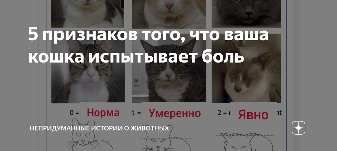 5 признаков того, что кошке не нравится гость квартиры - gafki.ru