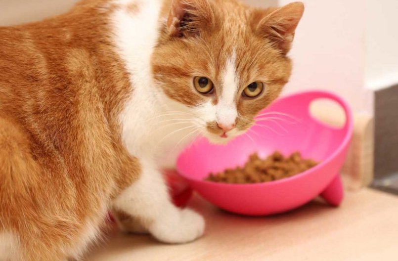 Чем кормить кота в домашних условиях? рацион питания взрослого кота: советы ветеринаров